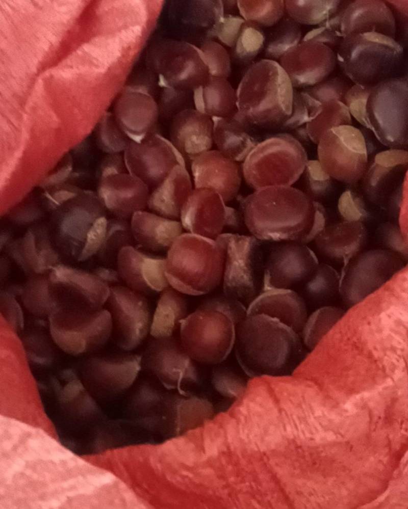 土把栗