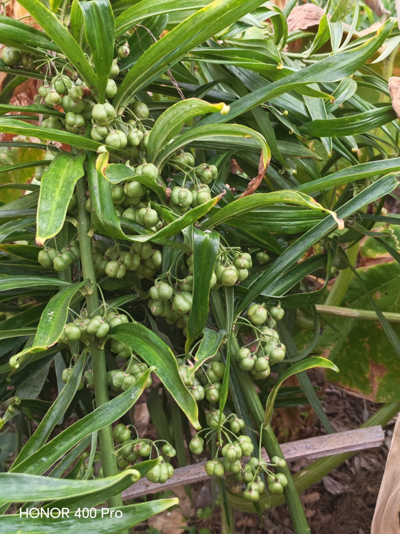 黄精苗