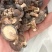 桂花菌