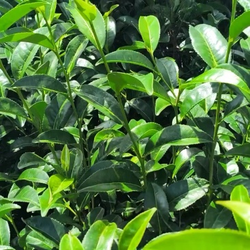 茶叶