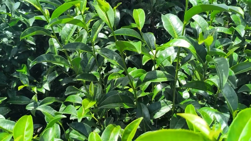 茶叶