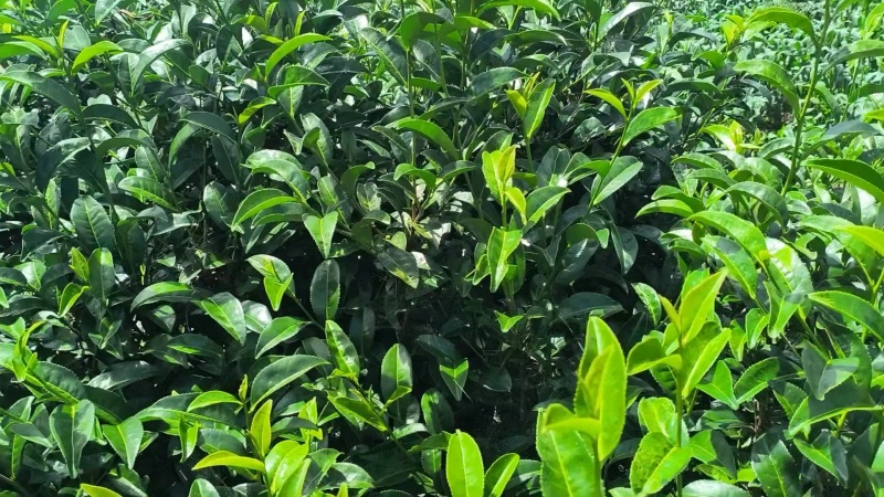茶叶