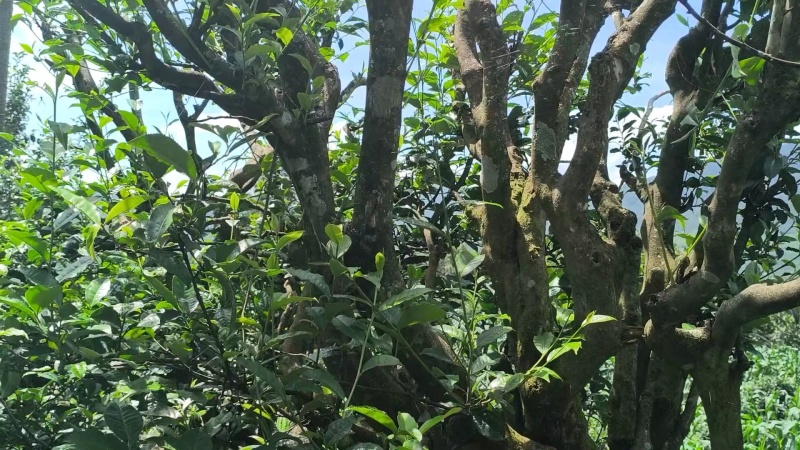 茶叶