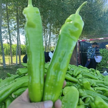 牛角椒