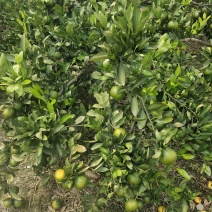 柑橘蜜橘，靓靓的柑橘