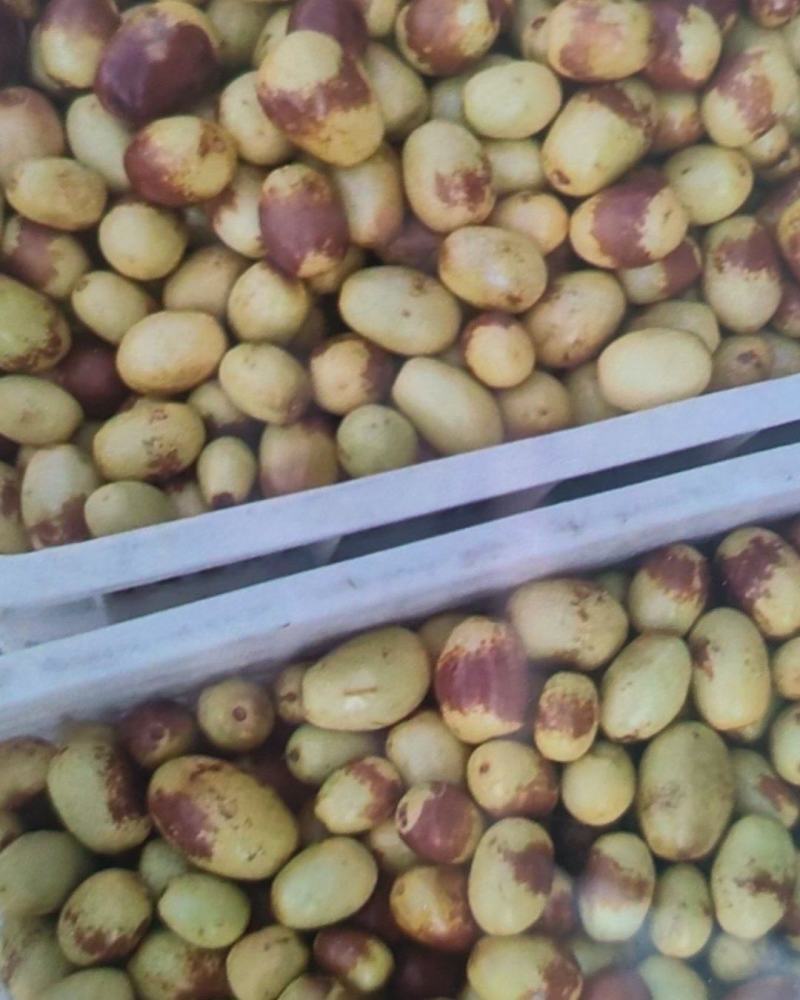 黄骅马奶枣，冬枣