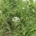 韭菜花
