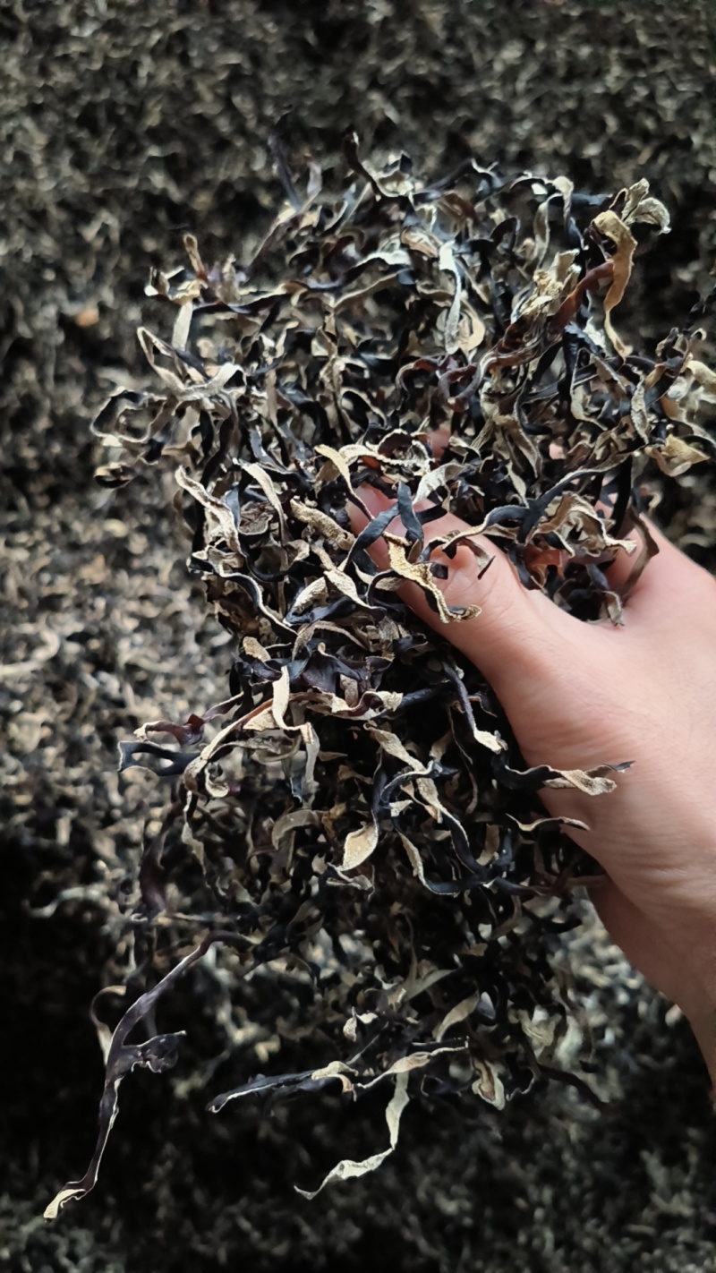 白背毛木耳丝木耳丝黑木耳丝头茬木耳丝二茬木耳丝木耳