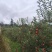 红露苹果