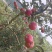 红露苹果