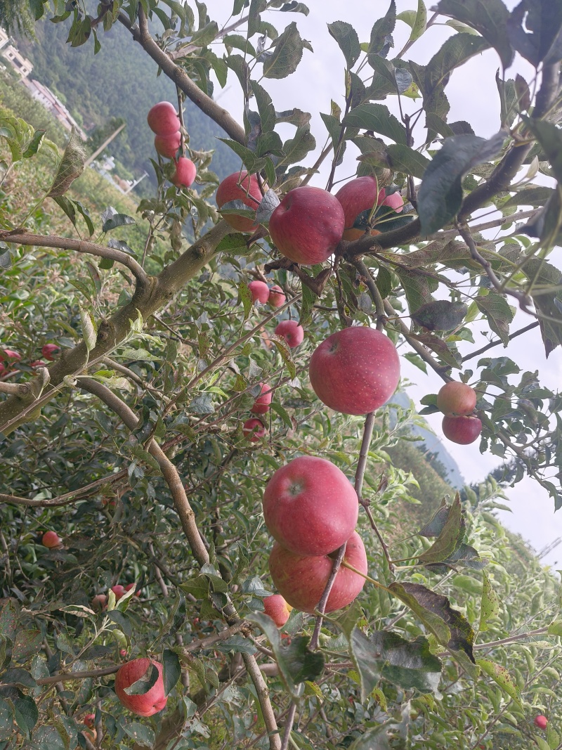 红露苹果