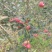 红露苹果