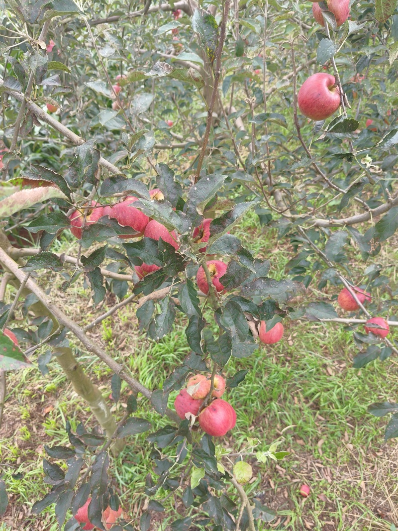 红露苹果
