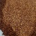 红婴子高梁