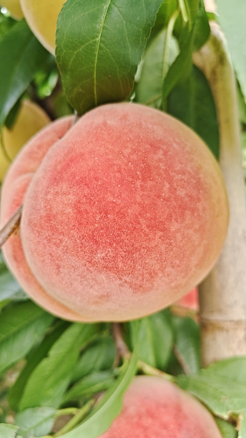 河北挑子