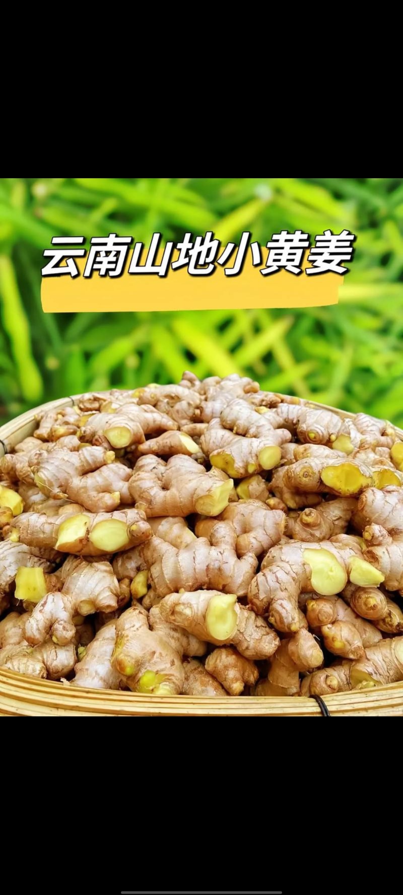 **小黄姜