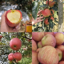 云南昭通201丑苹果