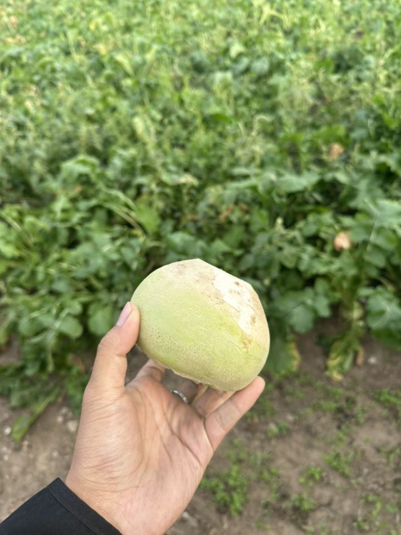 东北大芥菜保质保量需要联系全国发货
