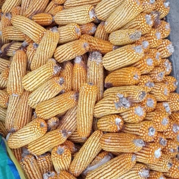 贵州遵义玉米，