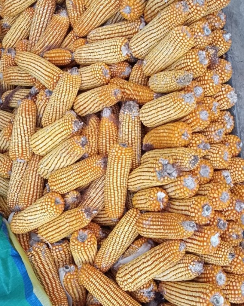 贵州遵义玉米，