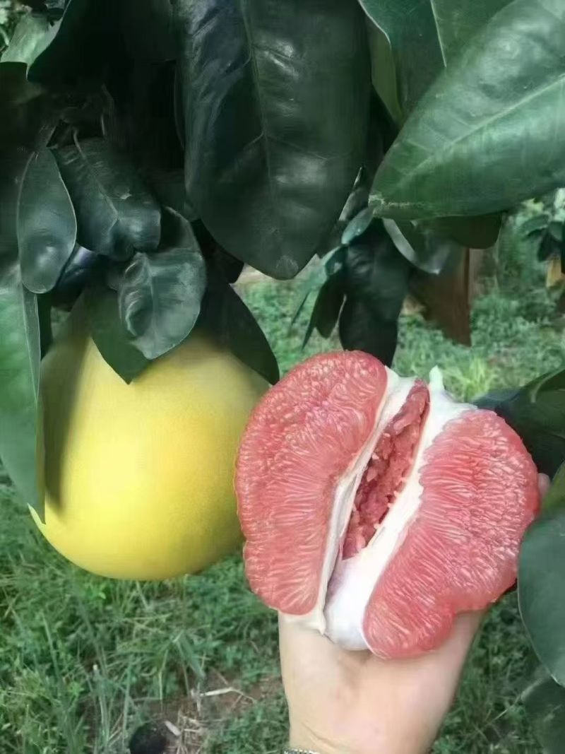 正宗梅州蜜柚