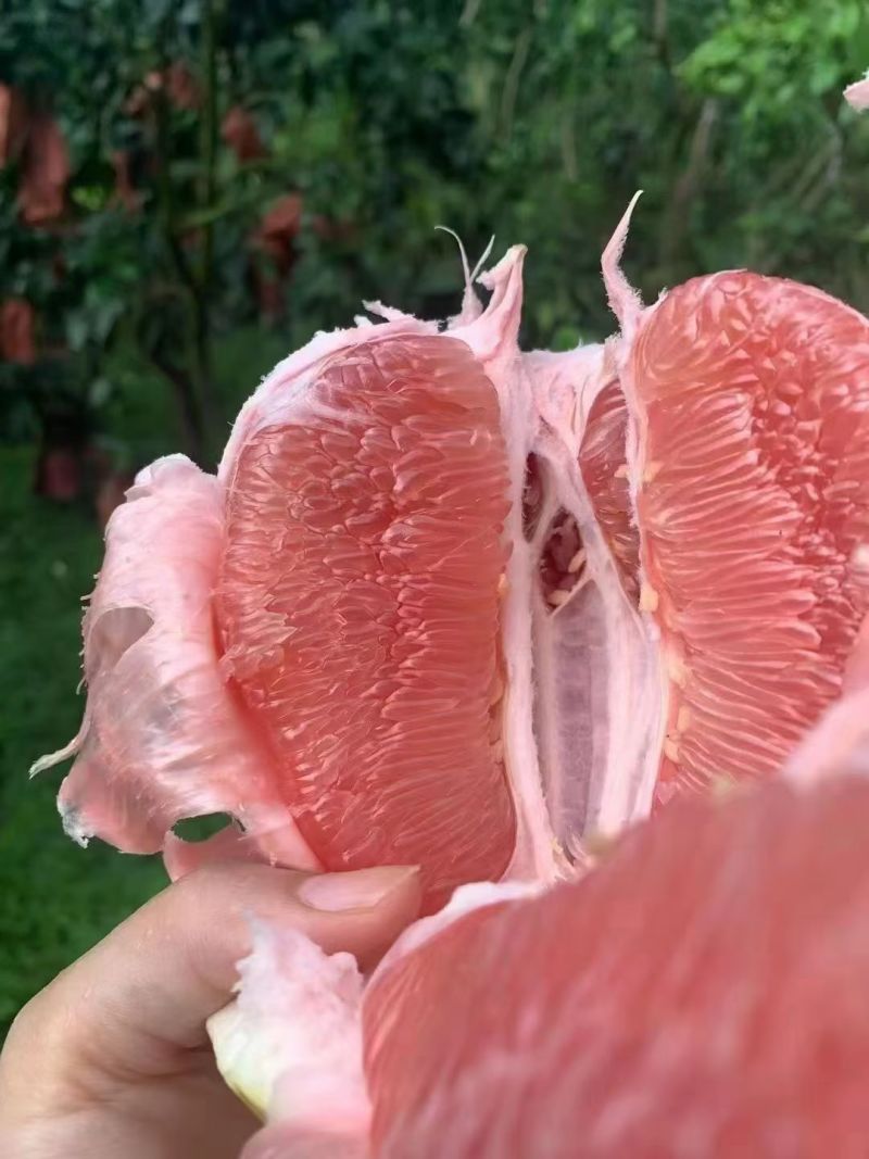 正宗梅州蜜柚