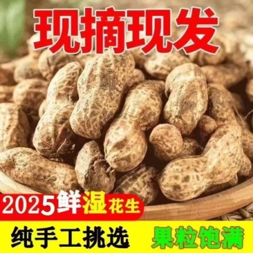 山东潍坊花生