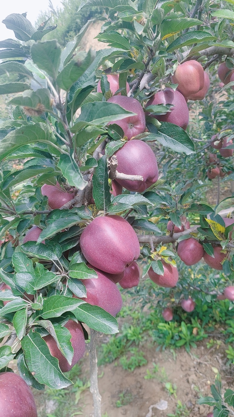 甘肃礼县花牛