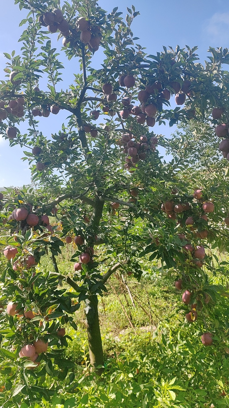 甘肃礼县花牛