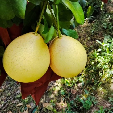 自家种的