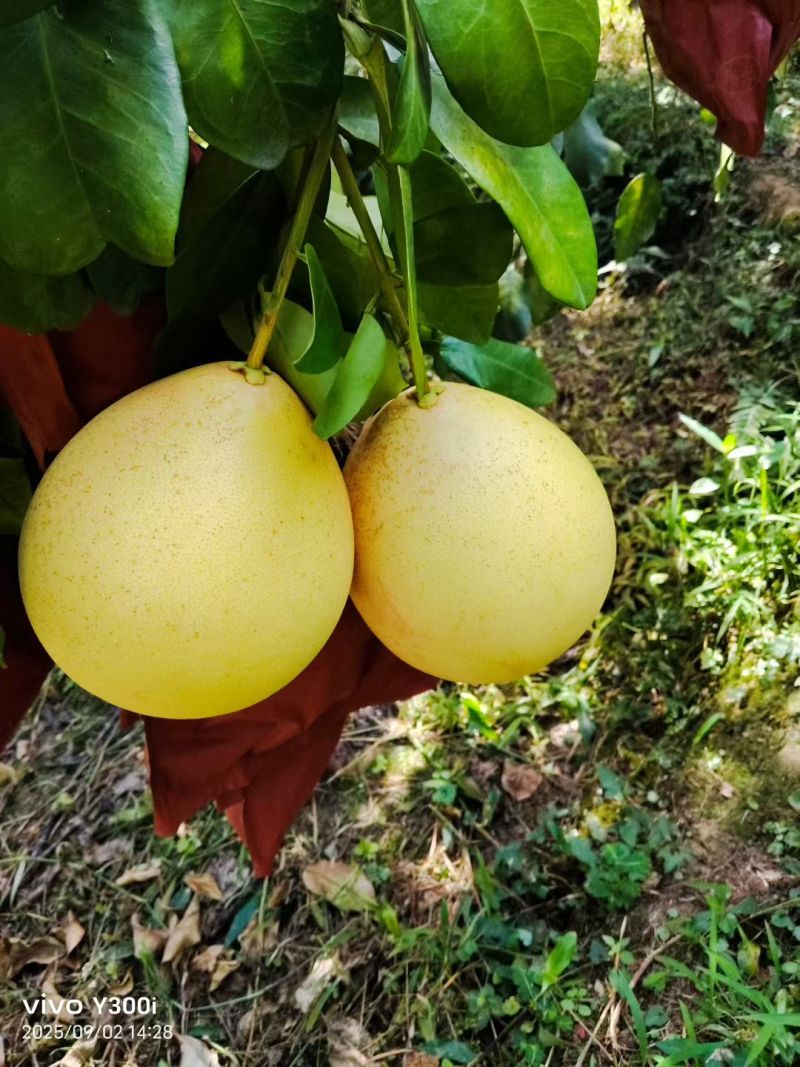 自家种的