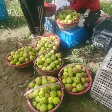 库尔勒香梨