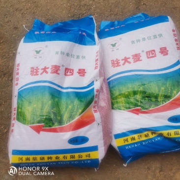 大麦种子
