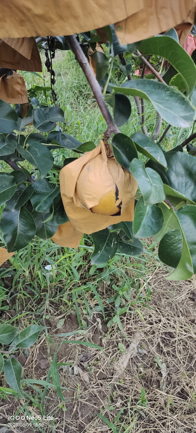 秋月梨