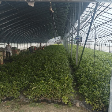 蓝莓苗品种齐全