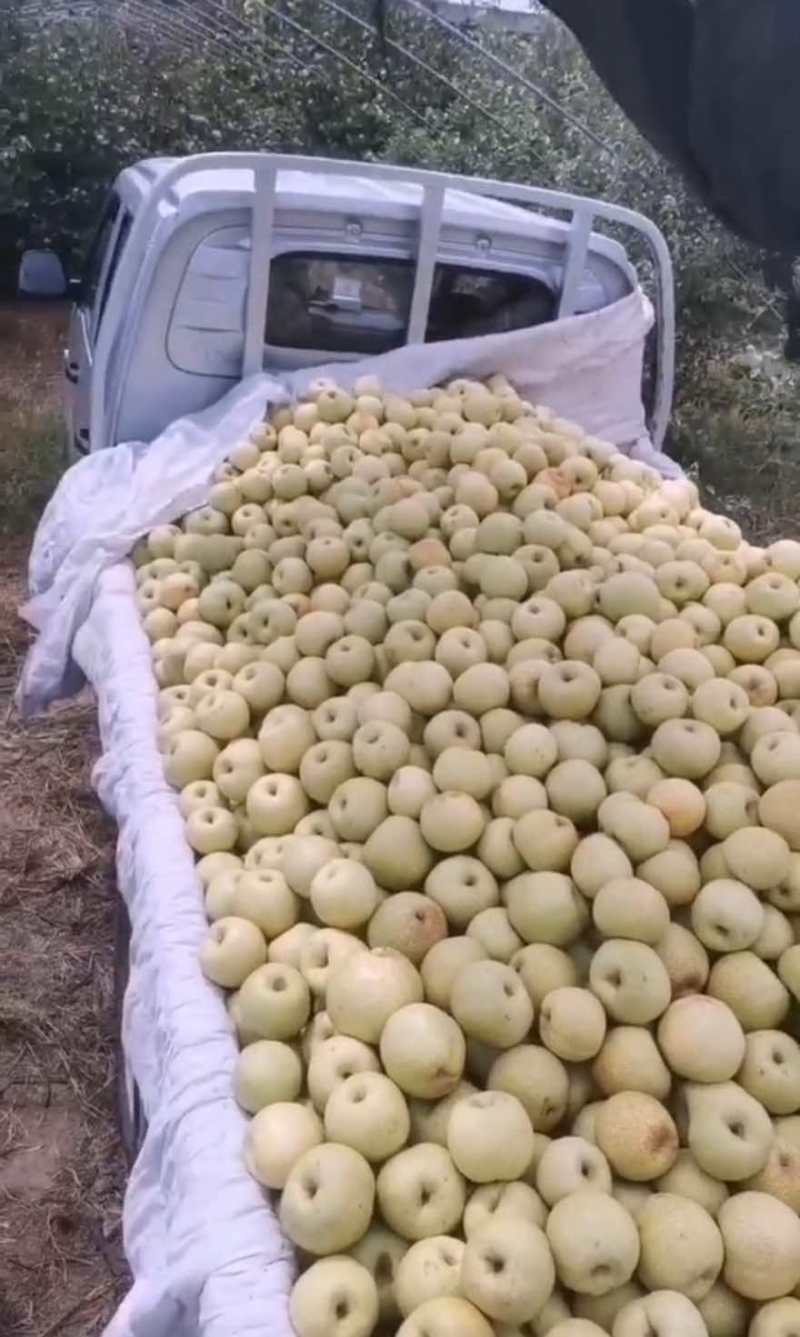 黄金酥梨清甜可口
