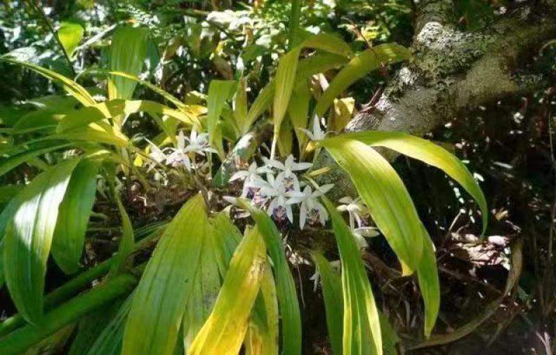 毛慈菇