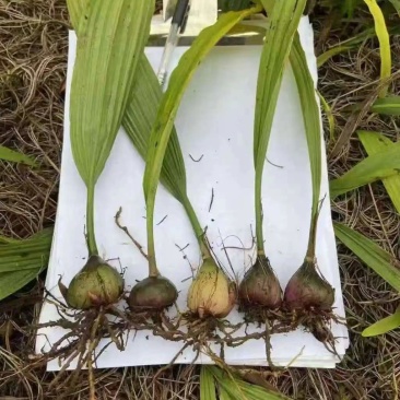毛慈菇