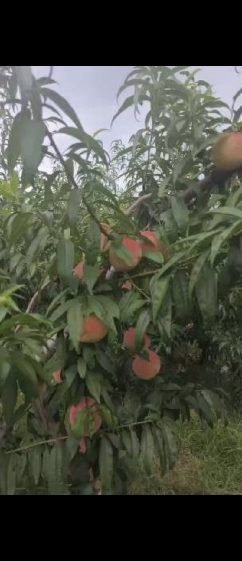 桃九红水蜜桃