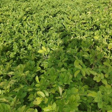 青薯9号原种。