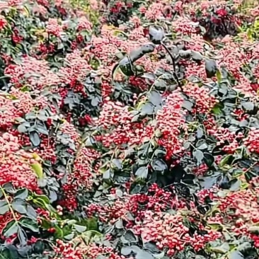 淳化狮子头/黄盖/花椒