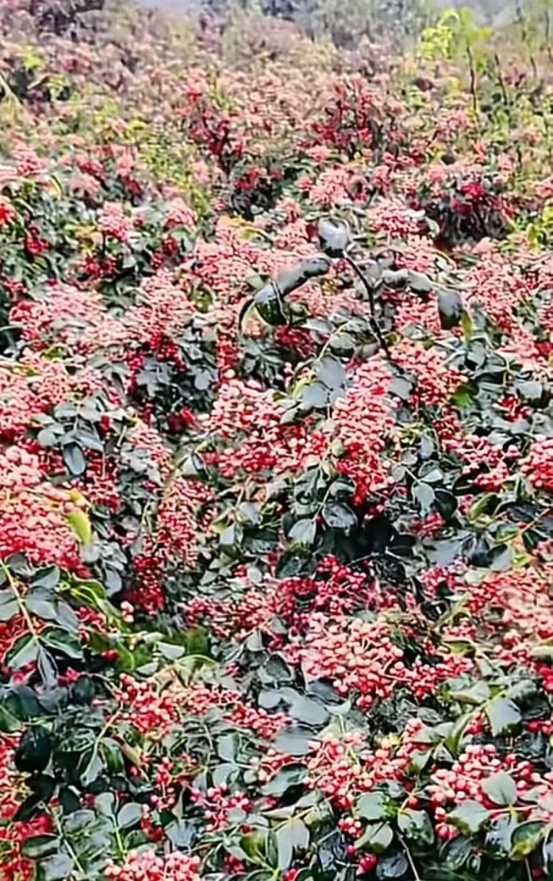 淳化狮子头/黄盖/花椒