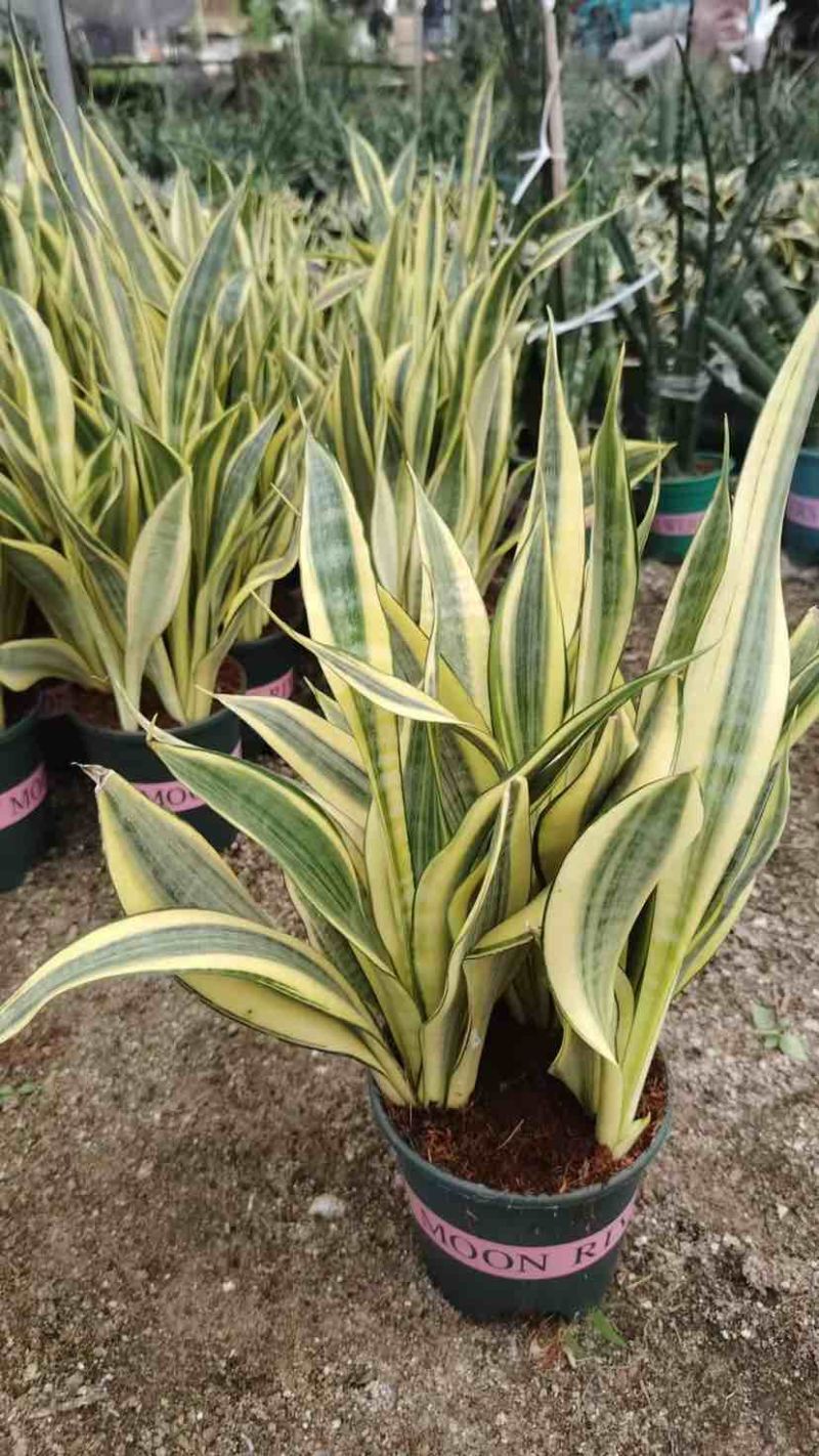 水月兰虎皮兰