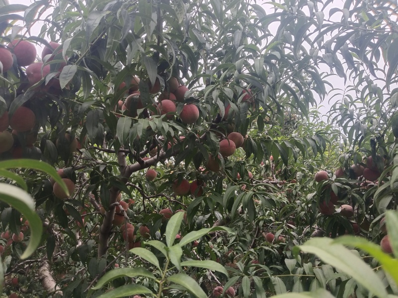 青州蜜桃