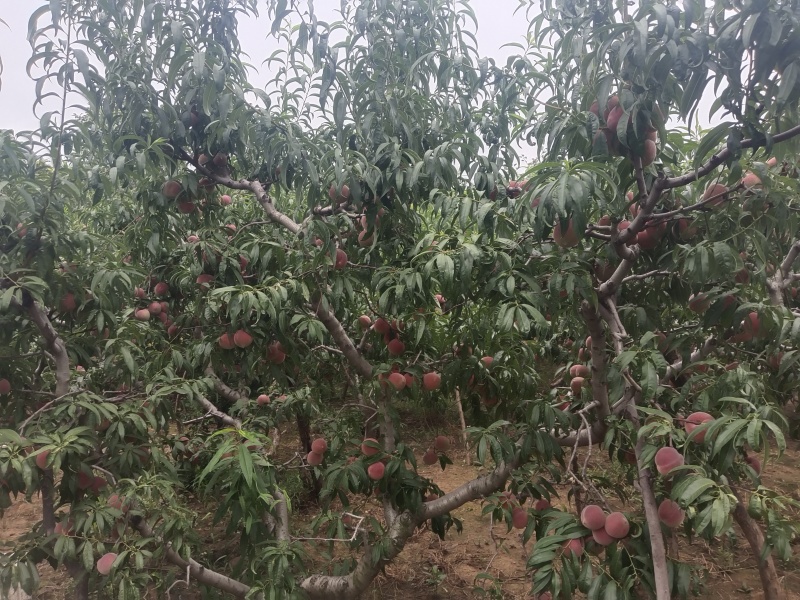 青州蜜桃