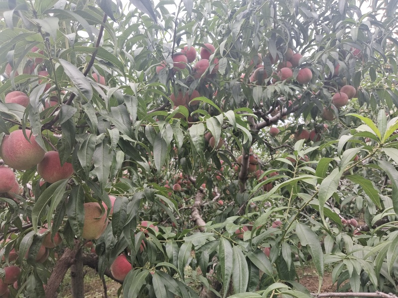 青州蜜桃