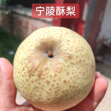 宁陵酥梨产区开园货源充足果园现摘现发