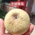 宁陵酥梨产区开园货源充足果园现摘现发