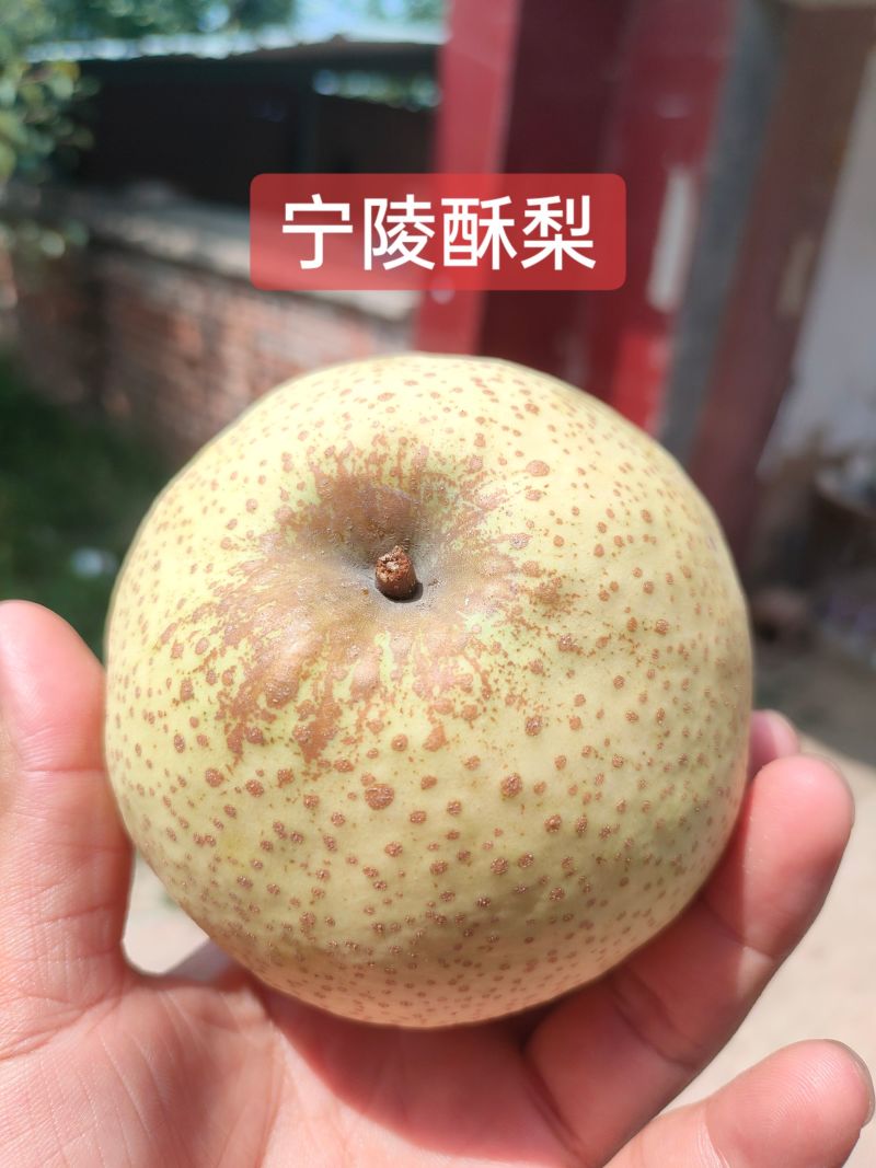 宁陵酥梨产区开园货源充足果园现摘现发