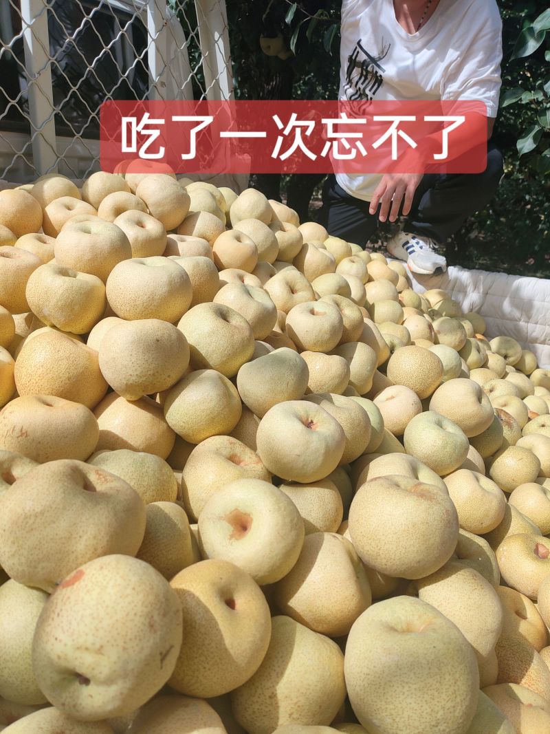 宁陵酥梨产区开园货源充足果园现摘现发